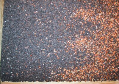 E. globulus Grade 1-2